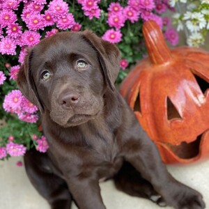 Fundraising Page: Sonia Cliffel